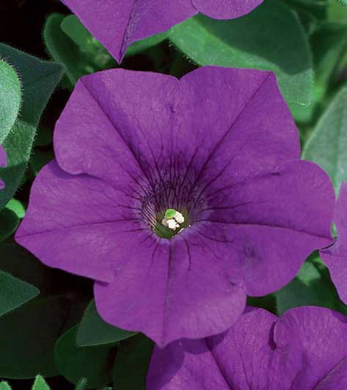 Сурфиния Патио Аетист